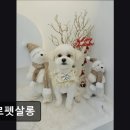 베르펫살롱 이미지