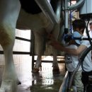 회동목장 이미지