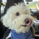 댕올라 | 여름휴가 "댕올라" 내돈내산 후기