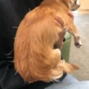 모라동물병원 이미지