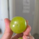 엘지농원 2 | 박관우 샤인머스캣, 아리아리735농원 샤인머스캣 후기