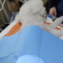 해운대조은동물병원 이미지