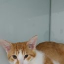 서울한빛동물병원 이미지