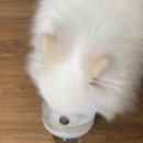 버디퍼피 | 강아지 여름 간식 수분 보충에 좋은 펫츠버디 고트밀크 포 독 goatsmilk 후기