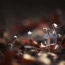 송림황토참숯굴찜질방 이미지