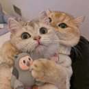 데이토나풀빌라 이미지