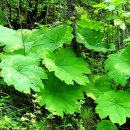 임학주유소 이미지