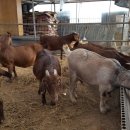 우리염소 이미지