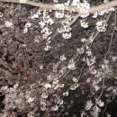군산 은파유원지 벚꽃 이미지