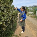 아내는 영산홍 정전작업을 했다. 이미지