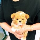 펫 소울메이트 | [하남 강아지 분양 추천] 하남의 강아지분양은 이정훈강아지