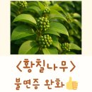 완도종합식품 | 황칠진액 효능 황칠 뿌리 진액 황칠나무 진액 황칠효능 황칠나무 불면증