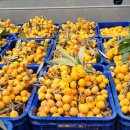 비파농장 이미지