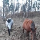 들레목장 이미지