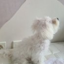 댕냥24 네이버블로그