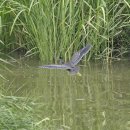 남양만의 검은댕기해오라기(green-backed heron) 이미지