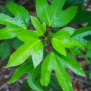 황칠사랑 이미지