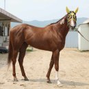 신흥스포츠 이미지