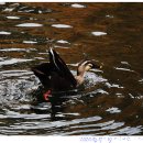 오리 날다 이미지