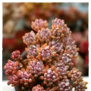 블루빈스 이미지