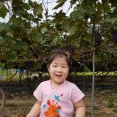 채원농원 이미지