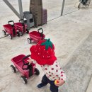 신왕리 | 경기도 화성 18개월 아이랑 딸기체험 가볼만한곳 더나은딸기