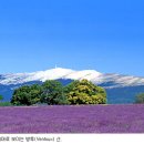 프로방스 이미지