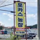 포카스 | [경북] 영천 잔디밭 오토캠핑장, 포카스농장 솔직후기🏕