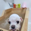 아지애견 이미지