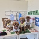 아이스크림까까 | 강아지수제간식) 강아지아이스크림 #나무까까 #멍스크림 #유올리 #꽃개랑펫스티벌