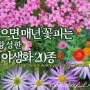 봄에 심는 예쁜 야생화20종 / 멋찐 여사 동영상 이미지