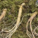 삼향-6 | 스승의날 선물 고민 끝, 산속의삼 6년근 산양삼 후기