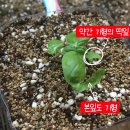 뿌리파리라고 아세요? 이거 잡겠다고 대유총진싹 썼다가 바질 잡을 뻔했어요.