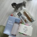 모모애견샵 | 인천 검암 애견미용실 가위컷 전문 ‘모모네’ 3kg 말티푸 미용 솔직 후기!