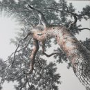 신비의소나무 앞 이미지