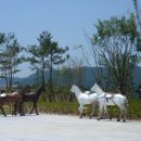 공주(당진) 이미지