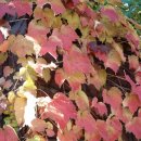 부천초등학교 이미지