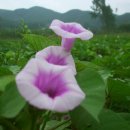 봉선농장 이미지