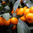 우영농원 이미지