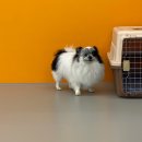 퍼피 그라운드 이미지