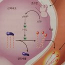 안산피티 맥스짐 이미지