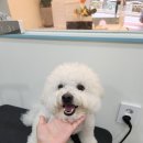 망고 애견 이미지