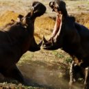 프리모 레비+ <이것이 인간인가> 이미지