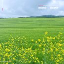 수야농장 | 고창 청보리밭 축제 4월 유채꽃 먹거리 후기