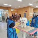진주애견 네이버블로그