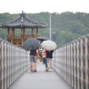 지금 교동도의 고구저수지는 연꽃의 향연이 펄쳐지고 이미지