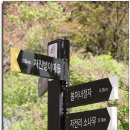 자진뱅이산벚꽃 이미지