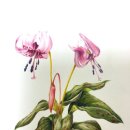 아름다운 꽃 그림 보타니컬아트 이미지