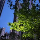 동탄대로시범길R 이미지