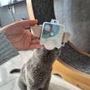 사랑하는 4살묘 메리의 건강 지킴이, 힐리월드코리아 애니멀 모듈로 시작하기!